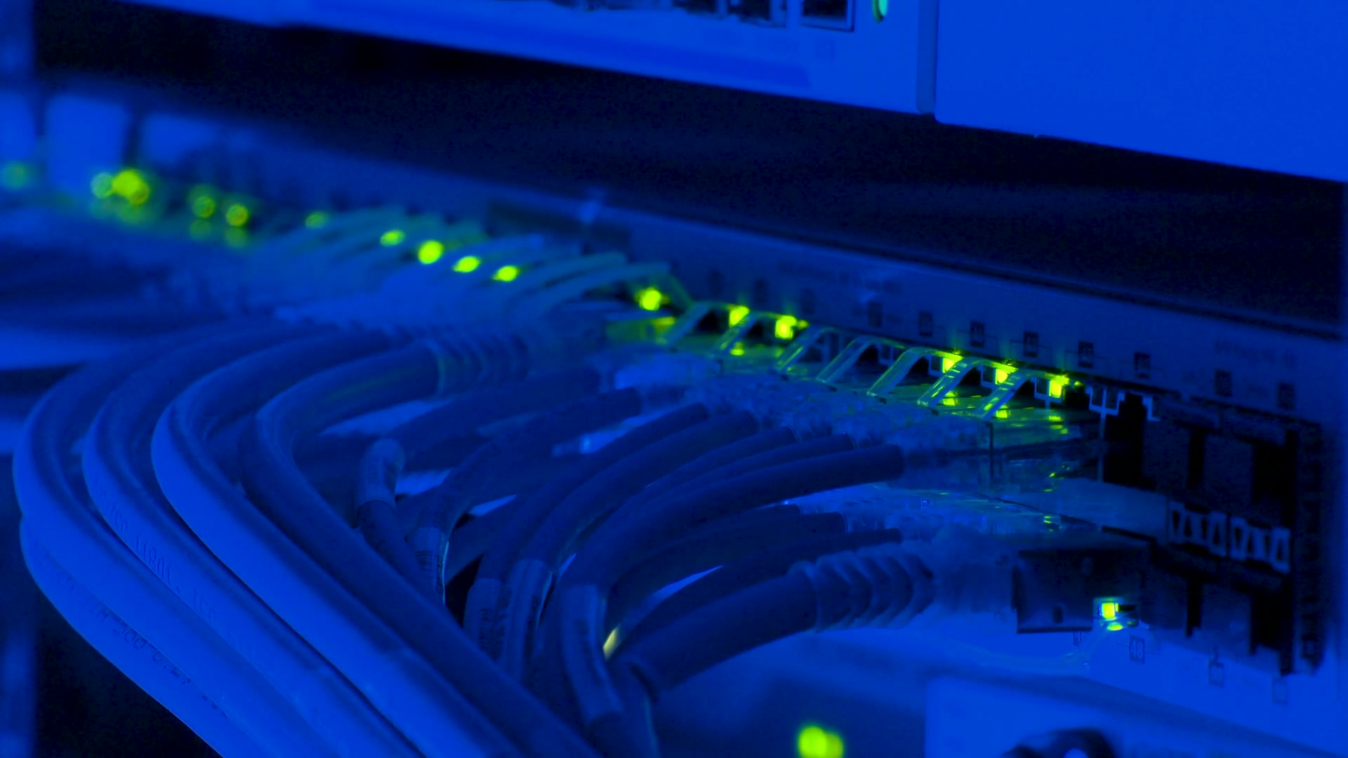 Câbles réseau bleus branchés à un commutateur — infrastructure de développement logiciel et de cybersécurité